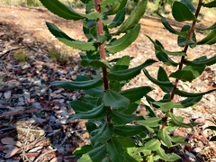 Arctostaphylos andersonii