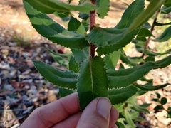 Arctostaphylos andersonii