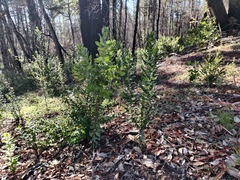 Arctostaphylos andersonii