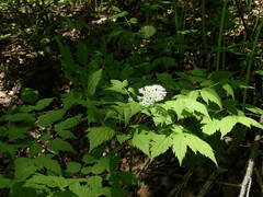 Actaea erythrocarpa