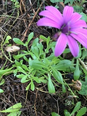 Dimorphotheca jucunda