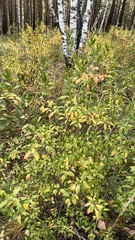 Rhododendron dauricum