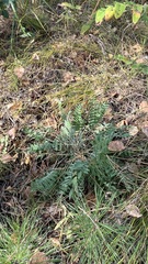 Oxytropis strobilacea