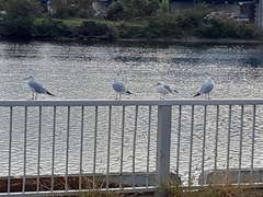 Chroicocephalus ridibundus