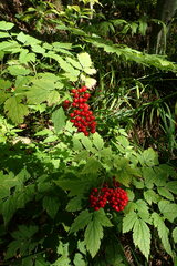 Actaea erythrocarpa