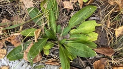 Viola gmeliniana