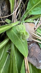 Viola gmeliniana