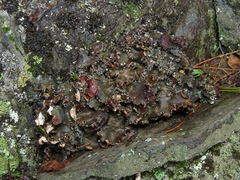 Peltigera elisabethae