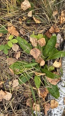 Viola gmeliniana
