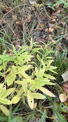 Cirsium serratuloides