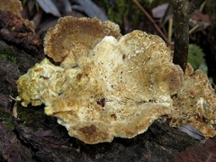 Trametes trogii