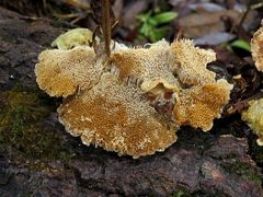 Trametes trogii