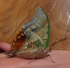Charaxes candiope