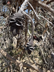 Banksia menziesii