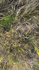 Bupleurum scorzonerifolium