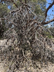 Banksia menziesii