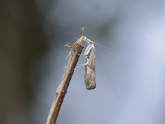 Agriphila geniculea