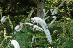 Actaea simplex