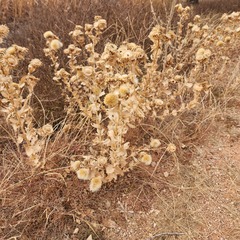 Grindelia ciliata