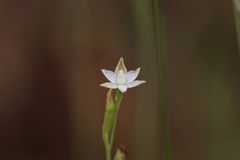Thelymitra albiflora