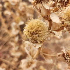 Grindelia ciliata