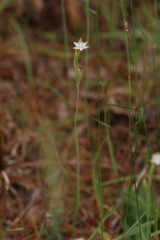Thelymitra albiflora
