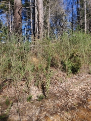 Arctostaphylos andersonii