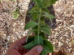 Arctostaphylos andersonii