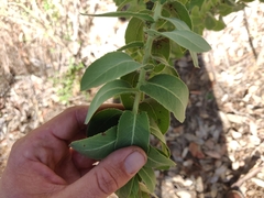 Arctostaphylos andersonii