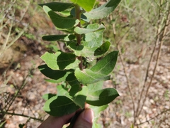 Arctostaphylos andersonii