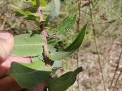 Arctostaphylos andersonii
