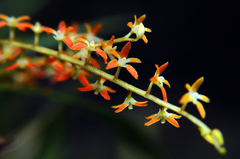 Dendrochilum aurantiacum