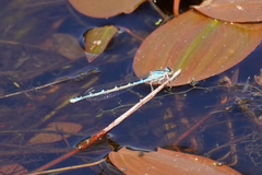 Enallagma carunculatum