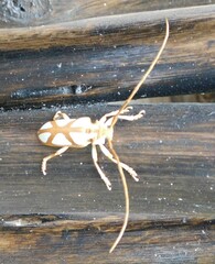 Prosopocera lactator