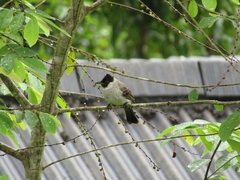 Pycnonotus aurigaster