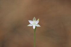 Thelymitra albiflora