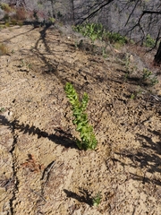 Arctostaphylos andersonii