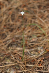 Thelymitra albiflora