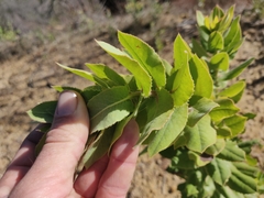 Arctostaphylos andersonii