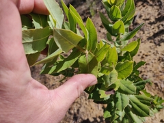 Arctostaphylos andersonii