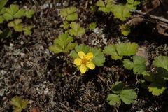 Waldsteinia ternata