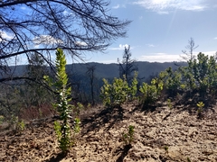 Arctostaphylos andersonii