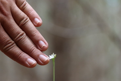 Thelymitra albiflora