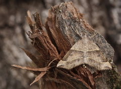 Artemidora disistaria