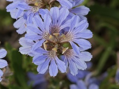 Scaevola globulifera