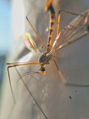 Nephrotoma flavipalpis