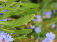 Scaevola globulifera