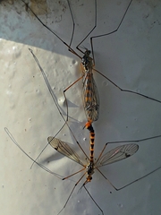 Nephrotoma flavipalpis