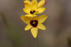 Ixia fuscocitrina