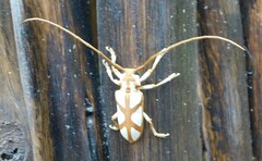 Prosopocera lactator